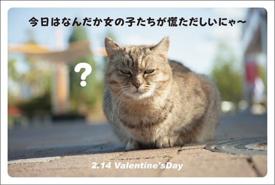 �ݥ��ȥ����ɡ�ǯ�ֹԻ����Х�󥿥���ưʪ��ǭ����JA1017��
