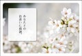 ポストカード　サンキューカード　植物　さくら　［BB1061］