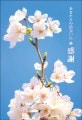 ポストカード　サンキューカード 植物　さくら　［BB2039］