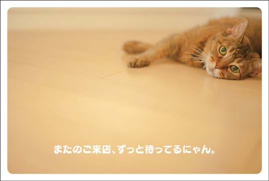 �ݥ��ȥ����ɡ���Ź¥�ʡ�ưʪ  ǭ����CA1039��