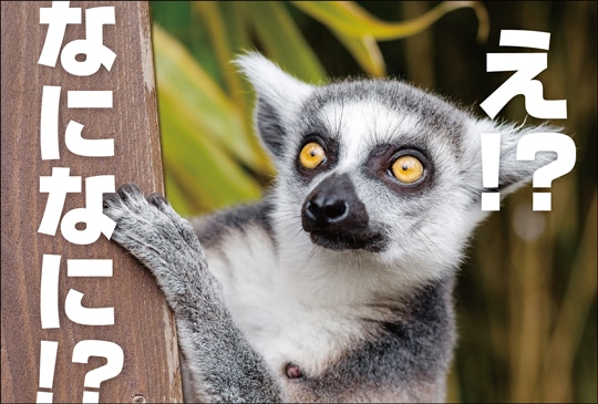 �ݥ��ȥ����ɡ���Ź¥�ʡ�ưʪ  ������CA1042��