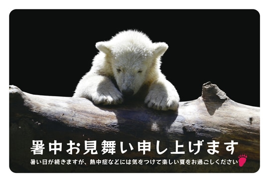 �ݥ��ȥ����ɡ����渫�񤤡�ưʪ&��ʪ���������ޡ���KA1022��