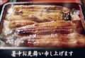 ポストカード　暑中見舞い　バラエティ　うなぎ　［KC1042］