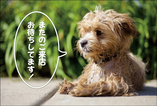 �ݥ��ȥ����ɡ���Ź¥�ʡ�ưʪ  ������CA1045��
