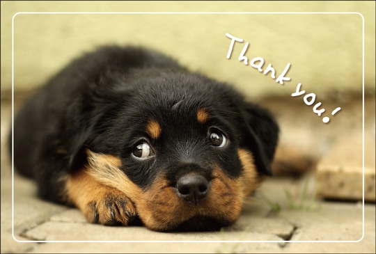 ポストカード サンキューカード 動物 人物 犬 Ba1033 すべての商品 キンコーズポストカード