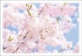 ポストカード　サンキューカード　植物　桜　［BB1069］