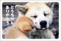 ポストカード　年間行事　父の日　犬　親子　［JD1054］