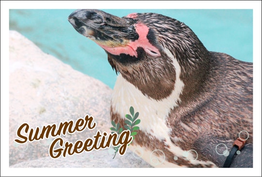 �ݥ��ȥ����ɡ����渫�񤤡���ʪ&ưʪ���ڥ󥮥�[KA1034]