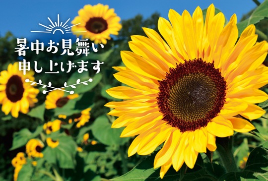 ポストカード 暑中見舞い 植物 花 ひまわり Kb1019 暑中見舞い 植物 キンコーズポストカード