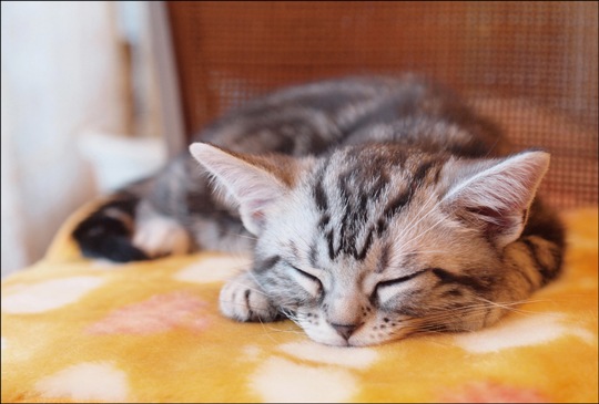 ポストカード　手書きスペース&メッセージなし　動物&人物　猫　［HA1008］