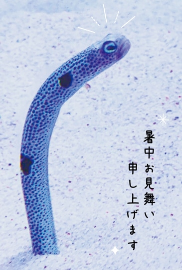 �ݥ��ȥ����ɡ����渫�񤤡���ʪ&ưʪ�����󥢥ʥ���[KA2009��