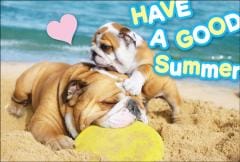 �ݥ��ȥ����ɡ����渫�񤤡�ưʪ&��ʪ���������͡���KA1006��