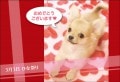 ポストカード　年間行事　ひなまつり　動物　犬　［JB1008］|ひなまつり|年間行事