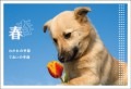 ポストカード　年間行事　春・入学・卒業・新年度　動物　犬　チューリップ　［JC1002］|春・入学・卒業・新年度|年間行事