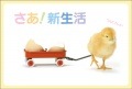 ポストカード　年間行事　春・入学・卒業・新年度　動物　ひよこ　［JC1006］|春・入学・卒業・新年度|年間行事