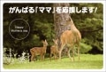 ポストカード　年間行事　母の日　動物　鹿　［JD1005］|母の日・父の日|年間行事