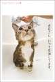 ポストカード　年間行事　母の日　動物　猫　［JD2006］|母の日・父の日|年間行事