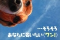 ポストカード　来店促進　動物&人物　犬　［MA1002］|もらうれポスカ