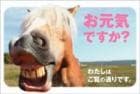 ポストカード　来店促進　動物&人物　ロバ　［MA1003］|もらうれポスカ