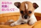 ポストカード　来店促進　動物&人物　犬　［MA1009］|もらうれポスカ