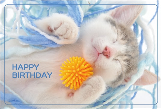 ポストカード バースデーカード 動物 人物 猫 1002 バースデーカード 動物 人物 キンコーズポストカード