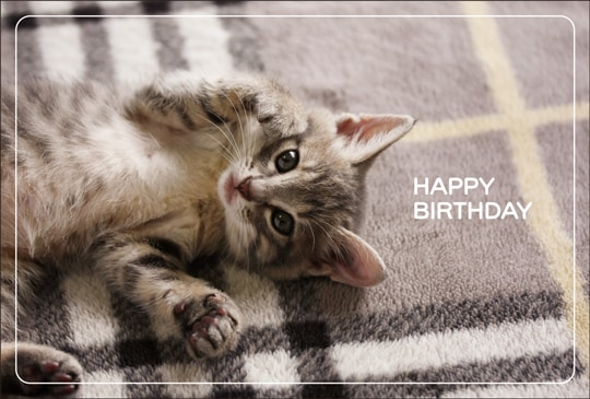 ポストカード バースデーカード 動物 人物 猫 1003 バースデーカード 動物 人物 キンコーズポストカード