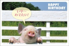 �ݥ��ȥ�����  �С����ǡ������ɡ�ưʪ&��ʪ��ưʪ���ڡˡ���AA1006��