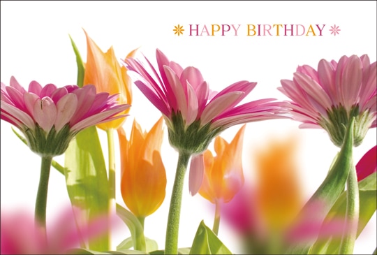 ポストカード バースデーカード 植物 花 Ab1024 バースデーカード 植物 キンコーズポストカード
