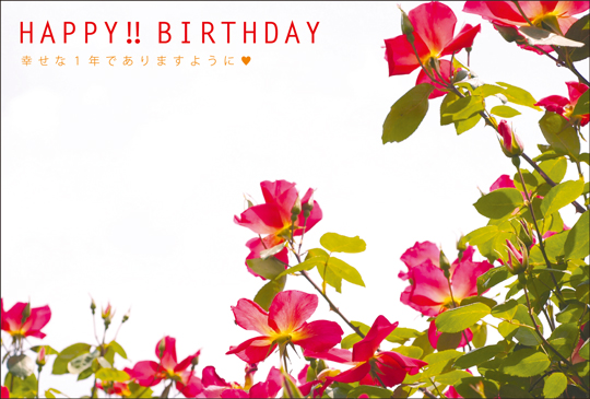 ポストカード バースデーカード 植物 花 Ab1027 バースデーカード 植物 キンコーズポストカード ポストカード バースデーカード 植物 花 Ab1027 バースデーカード 植物 キンコーズポストカード