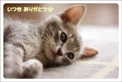 �ݥ��ȥ����ɡ����󥭥塼�����ɡ�ưʪ&��ʪ��ǭ����BA1014��