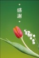 ポストカード　サンキューカード 植物　チューリップ　［BB2001］|植物|サンキューカード