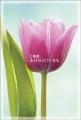 ポストカード　サンキューカード 植物　チューリップ　［BB2006］|植物|サンキューカード