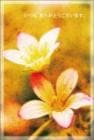 ポストカード　サンキューカード 植物　花　［BB2019］|植物|サンキューカード
