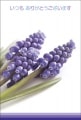 ポストカード　サンキューカード 植物　花　［BB2021］|植物|サンキューカード