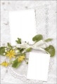 ポストカード　サンキューカード 植物　花とメッセージカード　［BB2028］|植物|サンキューカード