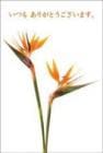 ポストカード　サンキューカード 植物　花　［BB2032］|植物|サンキューカード
