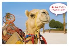 �ݥ��ȥ����ɡ���Ź¥�ʡ�ưʪ  �饯������CA1005��