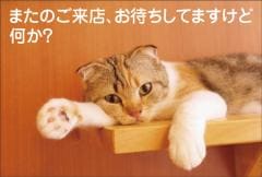 �ݥ��ȥ����ɡ���Ź¥�ʡ�ưʪ  ǭ����CA1015��