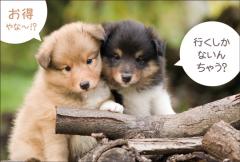 �ݥ��ȥ����ɡ���Ź¥�ʡ�ưʪ  ������CA1017��