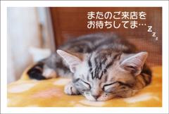 �ݥ��ȥ����ɡ���Ź¥�ʡ�ưʪ  ǭ����CA1019��