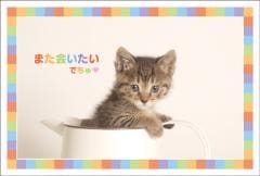 �ݥ��ȥ����ɡ���Ź¥�ʡ�ưʪ  ǭ����CA1026��