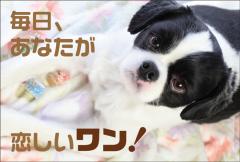 �ݥ��ȥ����ɡ���Ź¥�ʡ�ưʪ  ������CA1035��