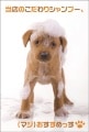 ポストカード　来店促進　動物　犬　［CA2008］|動物|来店促進