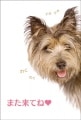 ポストカード　来店促進　動物　犬　［CA2009］|動物|来店促進
