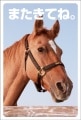ポストカード　来店促進　動物　馬　［CA2010］|動物|来店促進