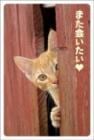 ポストカード　来店促進　動物　猫　［CA2012］|動物|来店促進