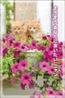 ポストカード　来店促進　動物　猫　［CA2014］|動物|来店促進