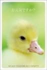 ポストカード　来店促進　動物　鳥（ひよこ）　［CA2015］|動物|来店促進