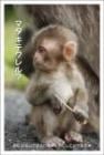 ポストカード　来店促進　動物　サル　［CA2016］|動物|来店促進