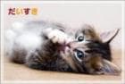 ポストカード　メッセージ　愛・大好き　動物　猫　［DD1002］|愛・大好き|メッセージ